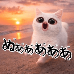 【日常使い】なんか気になる猫