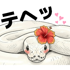 癒し系ボールパイソン 花ちゃん