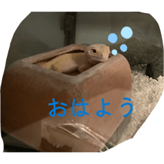 ryushi_20260316212744