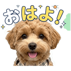 koumame_20260316144134