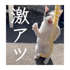 nyapi_20260316222008