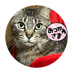 sinlight_20260316162219