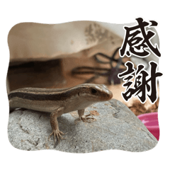 poteto_20260317023426