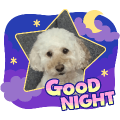 Toypoodle Belle_20260316165212