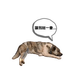 呆萌狗與傲嬌貓