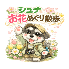 Schnauzer Flower Walk