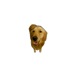 expressive Golden Retriever