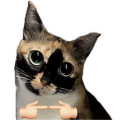 น้องเคธี่และมอจิของเขา ver.2