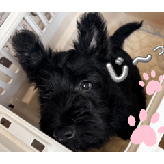 Hello!Kuro-inu-Kun1