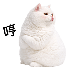 Very Fat White cat so cute [TW]