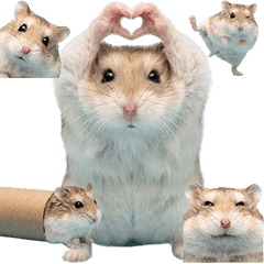 Roborovski hamster live action