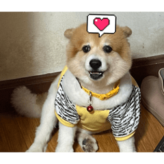 Latte the Pomeranian 3rd Edition