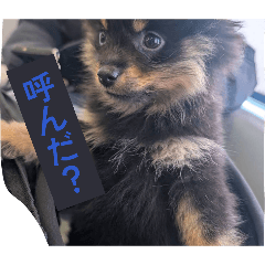 miya_20260317132349
