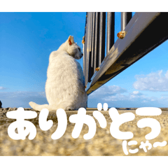 yoshimi_20260317131606