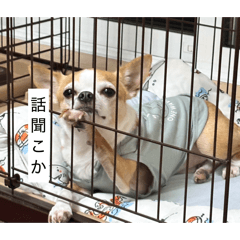 santana_20260313220015