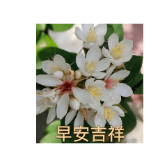 花的語