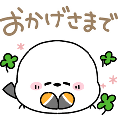 Clearly Shimaenaga-san3