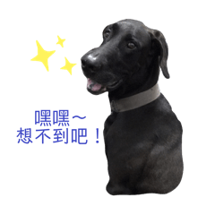我是高山犬錢錢！