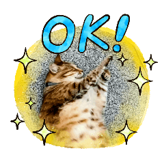kitten's pictures