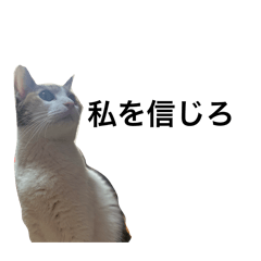 Sawara_20260317171923