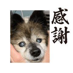 ikawa_20260317210312