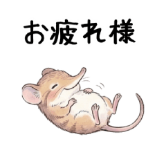 Spring elephant shrew