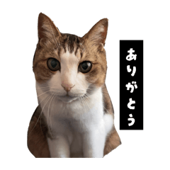 kokoro_20260317234612