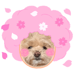 kurumi_20260318000049