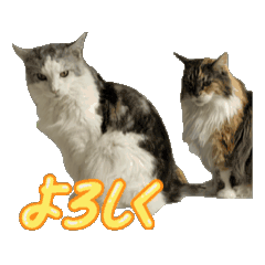 fuku tomoko_20260318061609