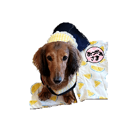 Woody_20260317223825