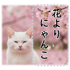 Cat and cherry blossom frame, fix