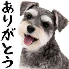 Large and realistic miniature schnauzer