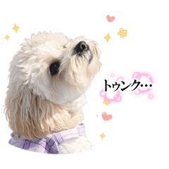 KOKORO_20260314170732