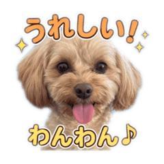 Ponchiki KURIEITO_20260318101742