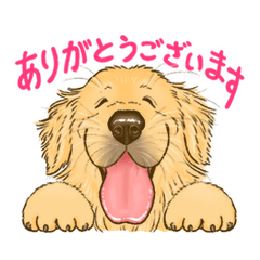 Golden Retriever 8kanchi8 3