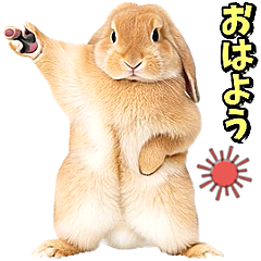 【動感】一隻耷拉著耳朵的兔子跳著舞迎接你