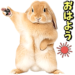 กระต่ายหูตกกำลังเต้นรำ [น่ารัก] ♡