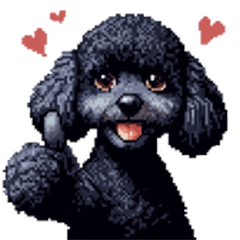 balckhair toy poodle daily conversation