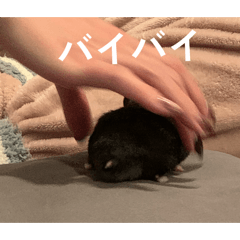 nonP_20260318110429