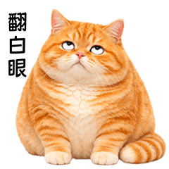Very Fat Orange cat [TW]