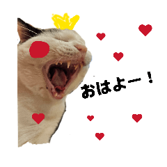 goriesaku_20260317183722