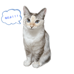 torappi_20260317220355