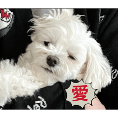 malukko_20260317215724