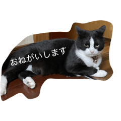 Kurokunno stamp dayo