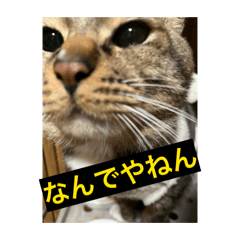 SATORI_20260317220729