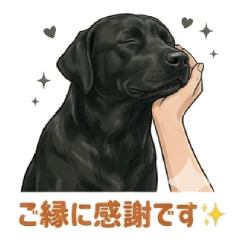 Okiku: The Therapy Dog at Musubi