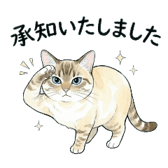 Cute Siamese Tabby:Respectful Greetings