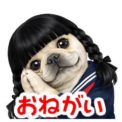 Frenchbulldog-BuhikoStudent