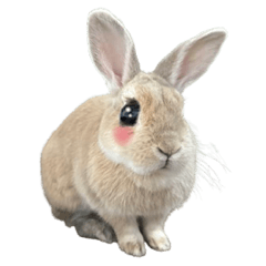 Welcome Usagimokado 4