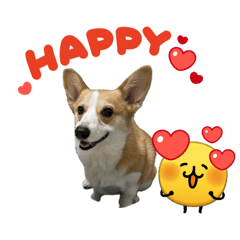 柯基屁屁與小皮